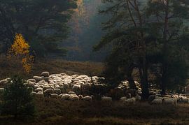 Een herder en zijn kudde van Boudewijn Tempelmans