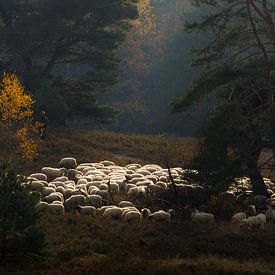 A shepherd and his Herd von Boudewijn Tempelmans