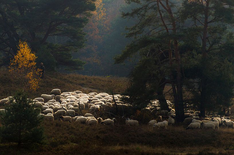 Een herder en zijn kudde von Boudewijn Tempelmans