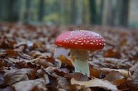 Pilz