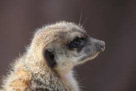 Erdmännchen Porträt von Frank Janssen