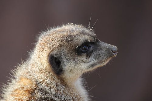 Meerkat portrait