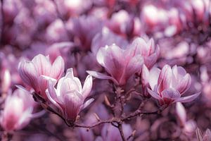 Macro roze tinten bloesem magnolia met lente bokeh van Dieter Walther