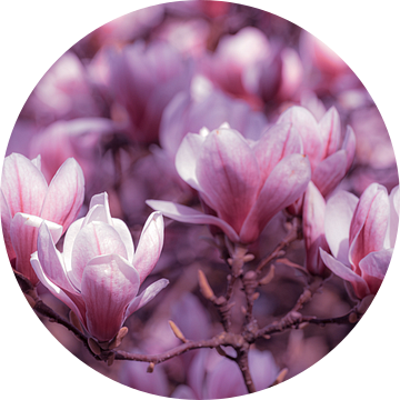 Macro roze tinten bloesem magnolia met lente bokeh van Dieter Walther