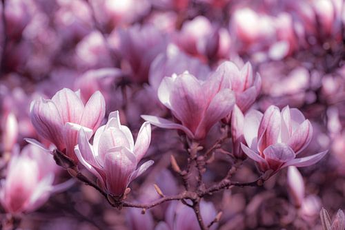Macro roze tinten bloesem magnolia met lente bokeh