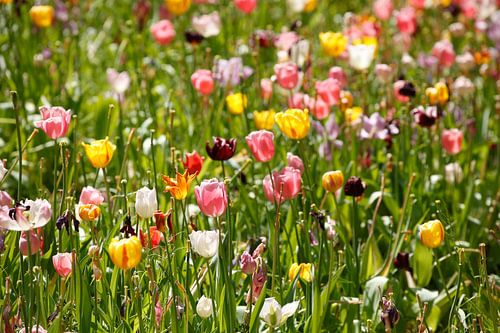 Bunt blühendeTulpen,  (Tulipa), Blumenbeet, Deutschland