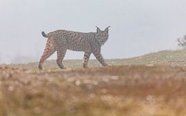 Iberian Lynx walking (2) by Lennart Verheuvel