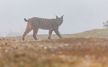 Iberian Lynx walking (2)