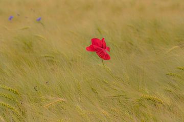 Klaproos van Moetwil en van Dijk - Fotografie