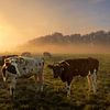 Koeien in de mist sur Dennisart Fotografie
