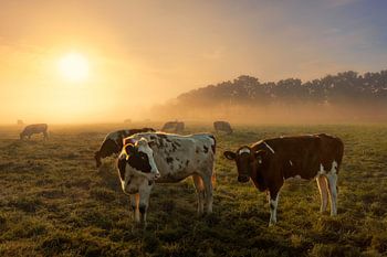 Vaches dans le brouillard