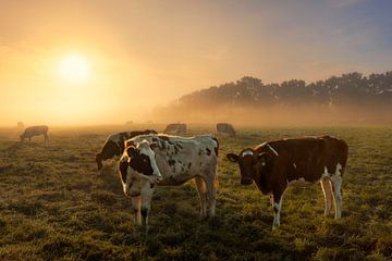 Koeien in de mist van Dennisart Fotografie