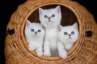 Drei weiße Kätzchen im Weidenkorb auf schwarzem Hintergrund von Ben Schonewille Miniaturansicht