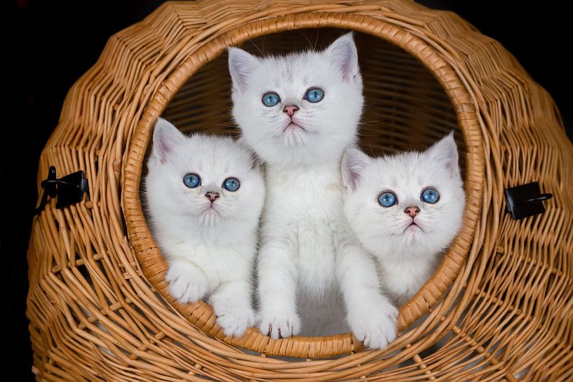 Drei weiße Kätzchen im Weidenkorb auf schwarzem Hintergrund von Ben Schonewille