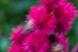 Blühender Ricinus von Andreas Paul