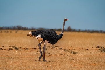 Afrikaanse struisvogel in Namibië, Afrika van Patrick Groß