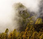 Fog forest II van Steven Driesen thumbnail