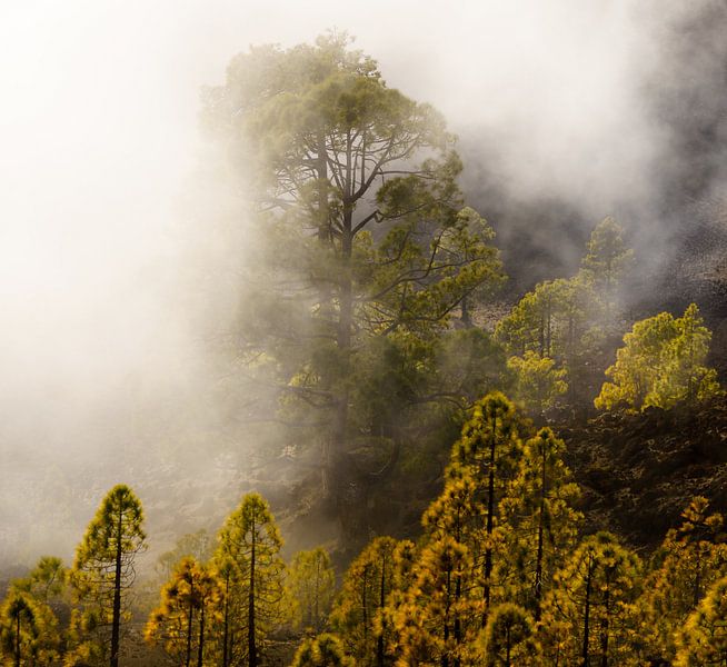 Forêt de brouillard II par Steven Driesen