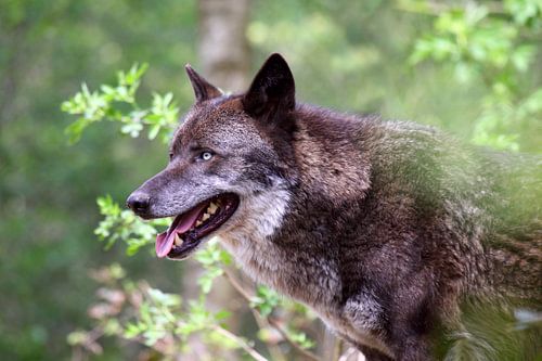 Zwarte wolf