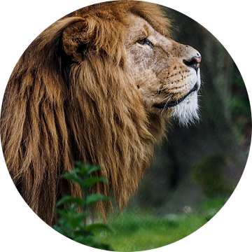 leeuw : Koninklijke Burgers' Zoo van Loek Lobel