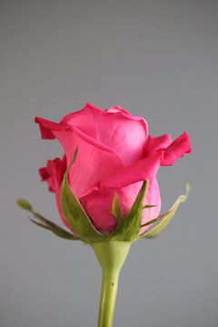 Roze roos van Clicksby JB