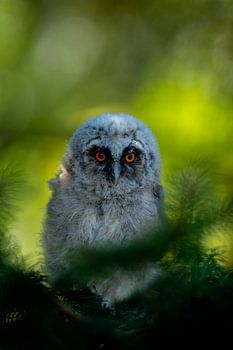 Ransuil takkeling op tak