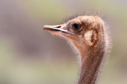 Ostrich closeup