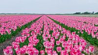 Tulpen op een rij van Alex Hiemstra thumbnail