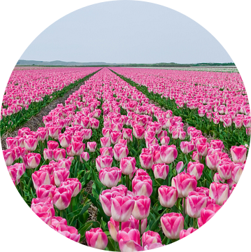 Tulpen op een rij van Alex Hiemstra