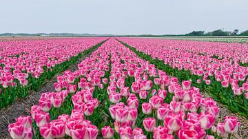 Champ de tulipes hollandais sur Alex Hiemstra