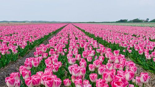 Tulpen op een rij