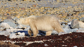 Un ours polaire en errance sur Schinuuk