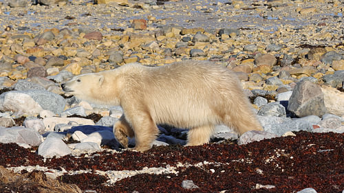 Eisbär auf Wanderschaft