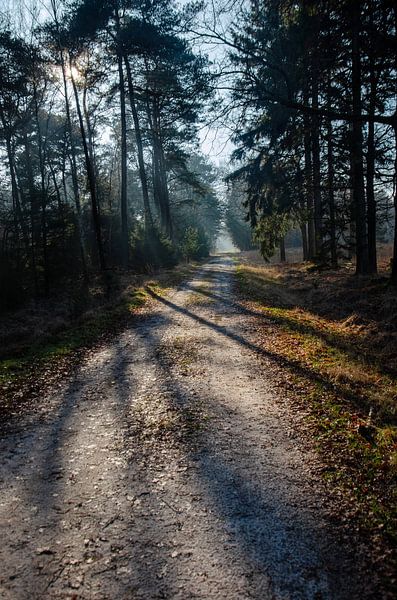 Sunlight on a forest path by Frans Blok - photos, art and other wall decoration
