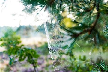 spinnenweb van Maaike Krimpenfort