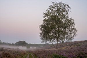 Wolfhezer Heide Teil 21