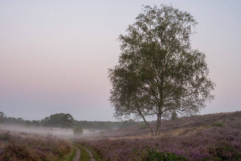 Wolfhezer heide part 21 van Tania Perneel