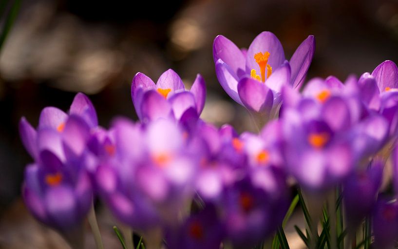 Spring is in the air by Ton van Buuren