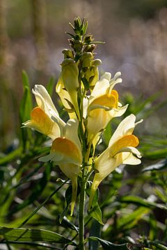 Wilde bloem; Linaria dalmatica