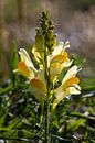 Wilde bloem; Linaria dalmatica van Anjo ten Kate thumbnail