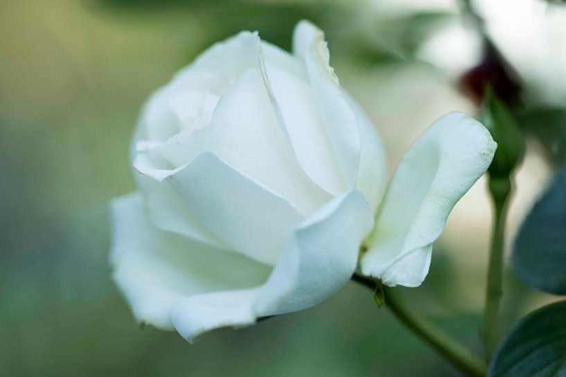 Witte Roos van hetty'sfotografie