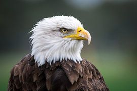 American bald eagle by Boswachter Jelle