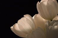 Tulpen Weiß  von Ron Veltkamp Miniaturansicht