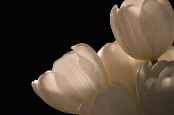Tulpen Wit  van Ron Veltkamp