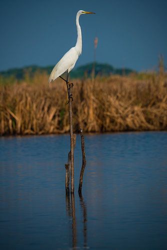 Grote zilverreigers in de mangroven van Guatemala