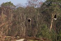 Rotganzen op de vlucht