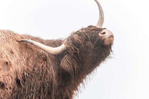 Scottish Highland cattle during winter by Sjoerd van der Wal Photography