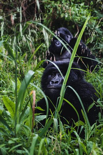 Contact visuel dans la jungle - La magie de Mgahinga