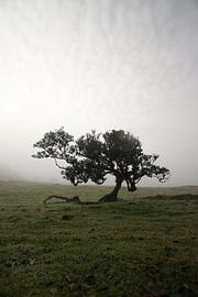 Mornings in Madeira von Eunice Holbura