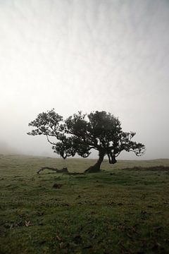 Ochtenden op Madeira